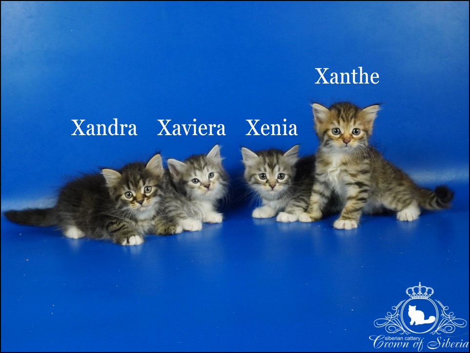 DSC04321x_name (Копировать)