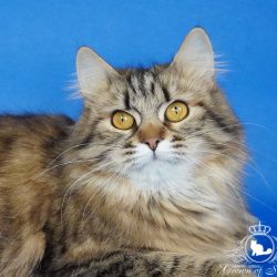 сибирская кошка Nyusha