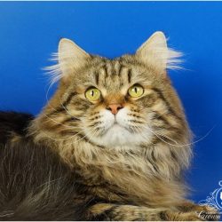 сибирский кот Otto Crown of Siberia