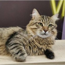 Сибирский кот Симба Великолепный
